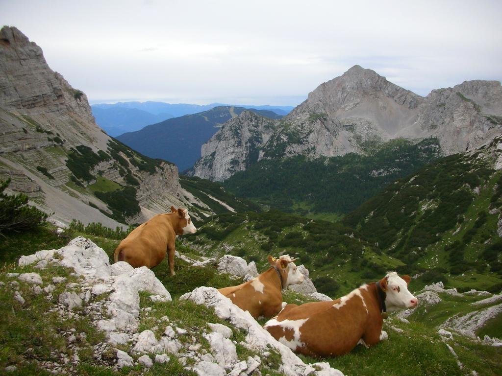 Alpotel Dolomiten Molveno Exteriör bild